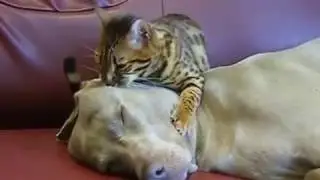 18 cat gives dog a massage 19