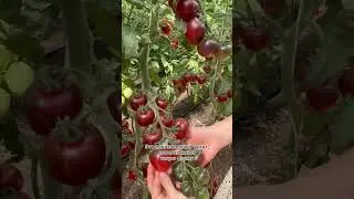 Единственный томат кубовидной формы, который не крупноплодный🍅томат Черничный блюз | УСАДЬБА-СЕМЕНА