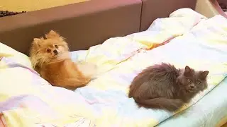 Шпиц и кот - пушистая банда