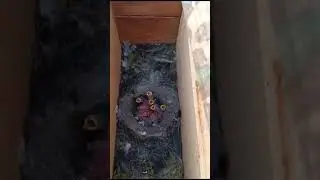 Синички в домике для пчёл
