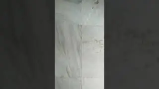 Nangu baacha 😂