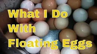 Eggs That Float 🥚 What I Do With Floating Eggs #Eggs #new #farmlife