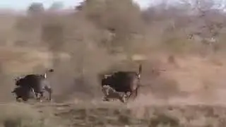 Animals protect their young