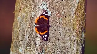 THE RED ADMIRAL + NATURE SOUNDS, 30 seconds RELAX