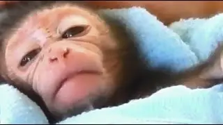 3 Days Orphan Dalton Baby Monkey | Million Sad&Pity Baby | Look Like Miss Mother | Exhausted A Sleep