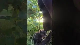 Чак стал приёмным отцом. Дядя Фёдор Ейск.