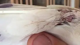 Как определить породу голубей!!!
