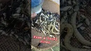 Caught From A Local River | #localfish #crab #fishing #viral #trending #viralshorts #trendingshorts