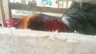 #crossbreed #manoklabuyo #junglefowl