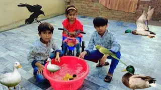 Duck Kay Baby ko pani Waly Tab May Chor Diya || Duck Baby || Mini zoo