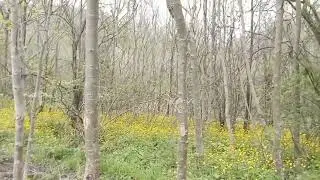 Земля Абрау. Лес. Апрель 2023 г.