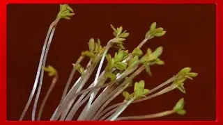 Fototropismo positivo: ¿Por qué las plantas crecen hacia la luz?