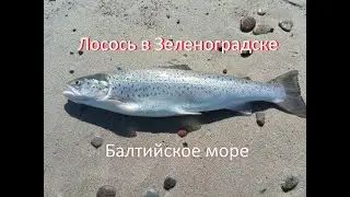 Zelenogradsk, Baltic Sea, salmon, brown trout