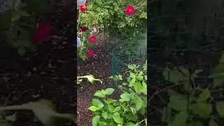 Радуйся! Радуйся тому что у тебя есть!#life #motivation #моисадовыеромансы #motivationalvideo #цветы