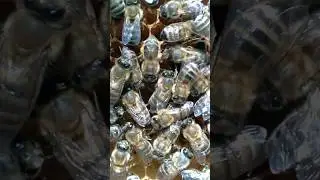 Результат Танца Пчёл.🌼🏵(см. описание)