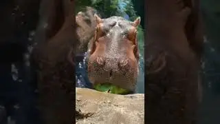 Арбуз это ягода