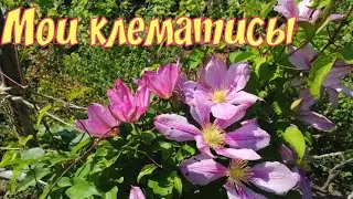 Мои клематисы.