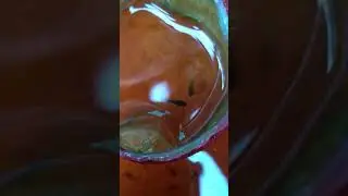 Mutasi burayak cupang/anakan betta black koi galaxy umur 1bulan 14 hari