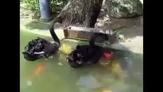 Лебеди кормят рыб