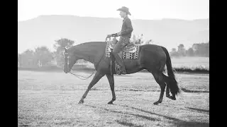 My Purpose of being an Equine Photographer