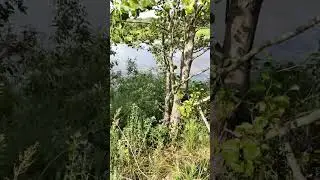 Разведка пугает Линя.