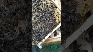 Хитрая матка бакфаст F2 , тестирование часть 1
