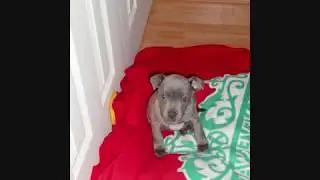 Blue Staffordshire Bull Terrier