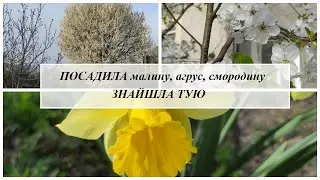Посадила ягідні кущі🫐 Знайшла тую🌲🏡 Купили дачу №29
