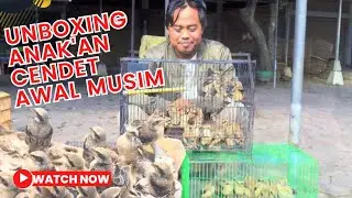 UNBOXING ANAK'AN CENDET AWAL MUSIM ! #burung #kicaumania #burungkicau #vlog #cendet #viral #fypシ
