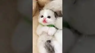 Anak kucing comel oyen🥰 si comel putih🥰