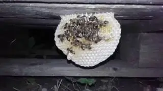 откуда яйца для маточников вскрытие