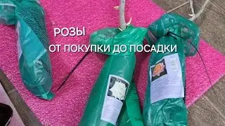 РОЗЫ ПРИОБРЕТЕННЫЕ В СВЕТОФОРЕ.                   ОТ ПОКУПКИ ДО ПОСАДКИ.