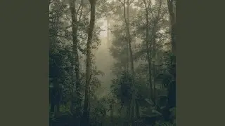 Light and Shade