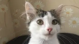 Накорми кота  Вкусный и проверенный рецепт жидкого корма по 120 рублей за кг