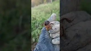 🪳медведка-капустянка🐛