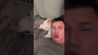 ..и мне пердица, пердица! #пёсгенри   #догидог #царица #music #hanrydog