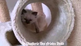Pas encore 2 mois - Ragdolls Des Aristos Dolls