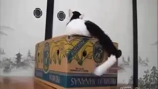 Смешные животные с музыкой