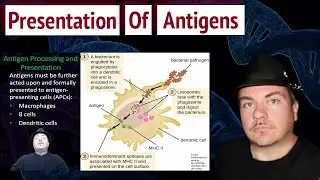 Presentation of Antigens