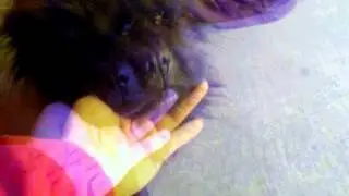 Cámara Borracha