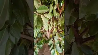 Самый большой Фикус 😲 
