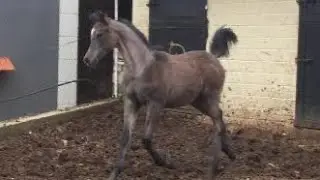 Arabian colt مهر عربي اصيل شاهد هذه الكاريزما الرائعة ما شاء الله حركة وجمال وعز #الحصان_العربي