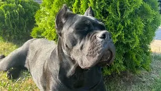 Чужой часть…..🤣Троя охранник года#canecorsoitaliano #канекорсо #троя #canecorso #dog #puppy