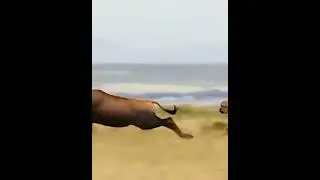 leopard hunting impala #viral #video #youtubevideo #animals