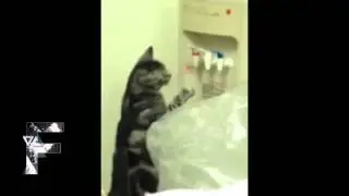 Cats+Water