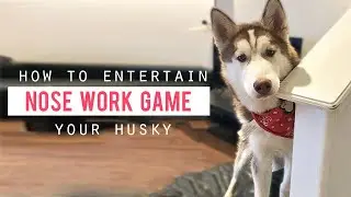 Teaching My Husky Puppy the Nose Work Game