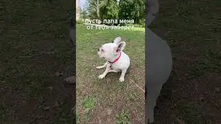 #собака #французскийбульдог #бульдог #щенки #прикол #французскийбульдогщенки #французскийбульдожка