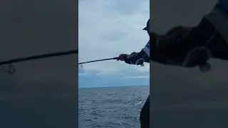 #mancing #mancingikangt #mancingpopping #shimanotwinpower