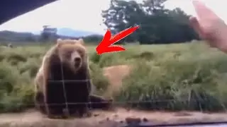 A woman waves her hand to a bear. Look at his unexpected answer!