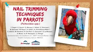 NAIL TRIMMING TECHNIQUES IN PARROTS